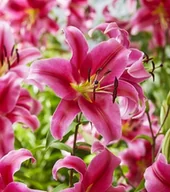 Nasiona i cebule - Lilia drzewiasta Sensi 1 szt cebulki lilii - miniaturka - grafika 1