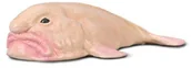 Figurki dla dzieci - Psychorolutes Marcidus Blobfish - miniaturka - grafika 1