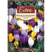 Nasiona i cebule - Krokus wiosenny mix - 10 sztuk Eden - miniaturka - grafika 1