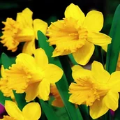 Nasiona i cebule - Narcyz na kg Trąbkowy Żółty 1 kg Narcyzy cebulki - miniaturka - grafika 1