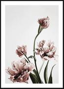 Plakaty - Poster Story, Plakat, Różowe Tulipany, wymiary 42 x 60 cm - miniaturka - grafika 1