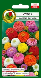 Cynia daliowa karłowa mieszana 1 g PNOS - Nasiona i cebule - miniaturka - grafika 1