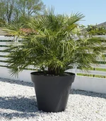 Kwiaty doniczkowe - Palma chamaerops humilis Karłatka niska P14 - miniaturka - grafika 1