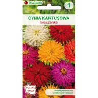 Nasiona i cebule - Cynia wytworna kaktusowa mieszanka W.Legutko - miniaturka - grafika 1