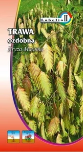 Trawa Bryza Maxima 1g / L / - Nasiona i cebule - miniaturka - grafika 1