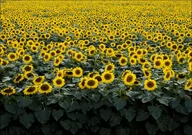 Plakaty - Sunflowers in a Wisconsin field., Carol Highsmith - plakat 40x30 cm - miniaturka - grafika 1