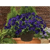 Kwiaty doniczkowe - Bratek "Cool wave" w amplu - miniaturka - grafika 1