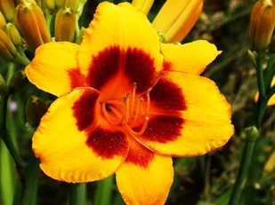 Hemerocallis Liliowiec El Desperado 1 szt. - Nasiona i cebule - miniaturka - grafika 1