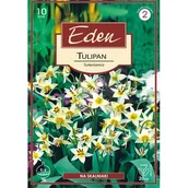 Nasiona i cebule - Tulipan botaniczny Turkestanica 10 sztuk Eden - miniaturka - grafika 1