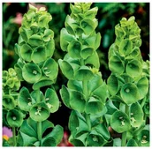 Nasiona i cebule - Dzwonki Irlandzkie oryginalne zielone kwiaty na suche bukiety nasiona - miniaturka - grafika 1