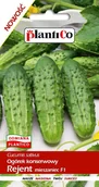 Nasiona i cebule - Plantico Ogórek gruntowy Rejent F1 5g - miniaturka - grafika 1