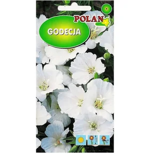 GODECJA WIELKOKWIATOWA BIAŁA nasiona 1g - Nasiona i cebule - miniaturka - grafika 1