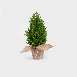 HOMLA HECTOR Choinka w jutowej donicznce 48 cm - Choinki - miniaturka - grafika 1