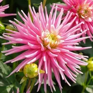 Nasiona i cebule - Dalia kaktusowa Park Princess 1 szt. - miniaturka - grafika 1