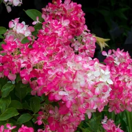Kwiaty doniczkowe - Hortensja bukietowa 'Diamant Rouge' (Hydrangea paniculata) Doniczka 2.0L - miniaturka - grafika 1