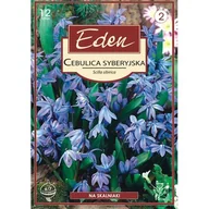 Nasiona i cebule - Cebulica syberyjska Scilla Sibirica 12 sztuki Eden - miniaturka - grafika 1