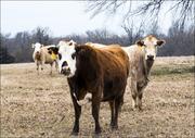 Plakaty - Curious cattle on a ranch in Red River County near Detroit, Texas, Carol Highsmith - plakat 100x70 cm - miniaturka - grafika 1