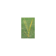 Wyposażenie sportowe i gimnastyczne - Tyczka slalomowaTyczka slalomowa SPL-DTP160 160cm 12 szt Vinex 160cm 12 szt Vinex - miniaturka - grafika 1