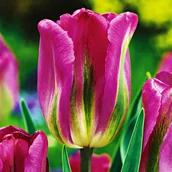 Nasiona i cebule - Tulipan Viridiflora Nightrider 5 szt cebulki Tulipany - miniaturka - grafika 1