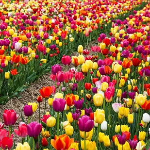 Tulipan polski mieszanka mix 50 szt. 12/+ cebule cebulki - Nasiona i cebule - miniaturka - grafika 1