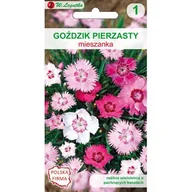 Nasiona i cebule - Goździk pierzasty mieszanka W.Legutko - miniaturka - grafika 1