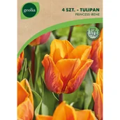 Nasiona i cebule - Tulipan Princess Irene 11/12 4szt. Cebulki kwiatów Geolia - miniaturka - grafika 1