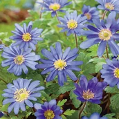 Nasiona i cebule - Anemon Grecki Zawilec Blanda Blue Shades 10 szt cebulki anemonów - miniaturka - grafika 1