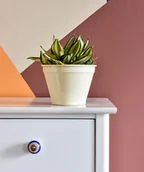 Kwiaty doniczkowe i cięte - Sansevieria Gwinejska Golden Hahnii P6 - miniaturka - grafika 1