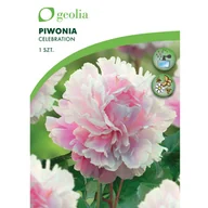 Nasiona i cebule - Piwonia Celebration 1szt. cebulki kwiatów Geolia - miniaturka - grafika 1