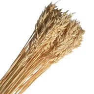 Sztuczne kwiaty - [59032] Suszone zboże owies wybielony wiązka około 35szt - miniaturka - grafika 1