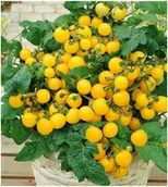 Nasiona i cebule - Pomidor Koktajlowy Karłowy AZTEK Żółty do doniczki na balkon nasiona - miniaturka - grafika 1