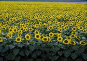 Plakaty - Colorful field of sunflowers near Beloit, Carol Highsmith - plakat 70x50 cm - miniaturka - grafika 1