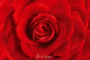 Plakaty - GBeye Czerwona róża - red rose - plakat PH0442 - miniaturka - grafika 1