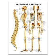 Mapy i plansze edukacyjne - Plansza anatomiczna Kręgosłup i Szkielet z haczykiem (PL) - miniaturka - grafika 1