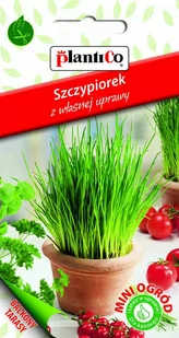 Plantico Szczypiorek Mini Ogród - Nasiona i cebule - miniaturka - grafika 1