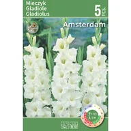 Nasiona i cebule - Mieczyk Amsterdam biały 5szt. cebulki kwiatów - miniaturka - grafika 1