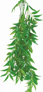 Roślina do terrarium Ficus Longifolia Happet 70cm - Dekoracje do terrarium - miniaturka - grafika 1