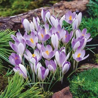 Nasiona i cebule - Krokus Wiosenny Lilac Beauty 10 szt Krokusy cebulki krokusów - miniaturka - grafika 1