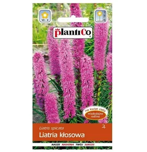 LIATRA KŁOSOWA RÓŻOWO-FIOLETOWA nasiona Plantico 0,5g - Liatris spicata - Nasiona i cebule LIATRA KŁOSOWA RÓŻOWO-FIOLETOWA nasiona Plantico 0,5g - Liatris spicata - Nasiona i cebule - miniaturka - grafika 1