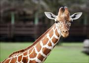 Plakaty - Giraffe at The Montgomery Zoo in Oak Park., Carol Highsmith - plakat 70x50 cm - miniaturka - grafika 1