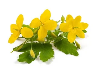 Glistnik EQUIHERBS jaskółcze ziele EKO-torba 1000g - Pasze dla zwierząt - miniaturka - grafika 1