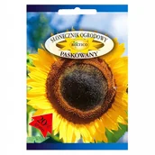 Nasiona i cebule - SŁONECZNIK OGRODOWY JADALNY DUŻE OPAKOWANIE - miniaturka - grafika 1