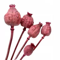 Sztuczne kwiaty - Suszona Makówka Papaver Gigantum Mak Bukiet Pink - miniaturka - grafika 1