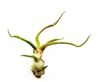 Kwiaty doniczkowe - Tillandsia BULBOSA S · 8 cm - miniaturka - grafika 1