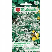 Nasiona i cebule - NIEZAPOMINAJKA BIAŁA NASIONA KWIATÓW - miniaturka - grafika 1