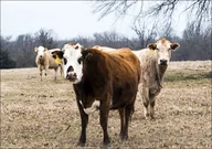 Plakaty - Curious cattle on a ranch in Red River County near Detroit, Texas, Carol Highsmith - plakat 80x60 cm - miniaturka - grafika 1