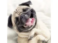 Zabawki kreatywne - Haft Diamentowy, Obraz, Mozaika Diamentowa Diamond Painting, Pies Mops 30X30Cm - miniaturka - grafika 1