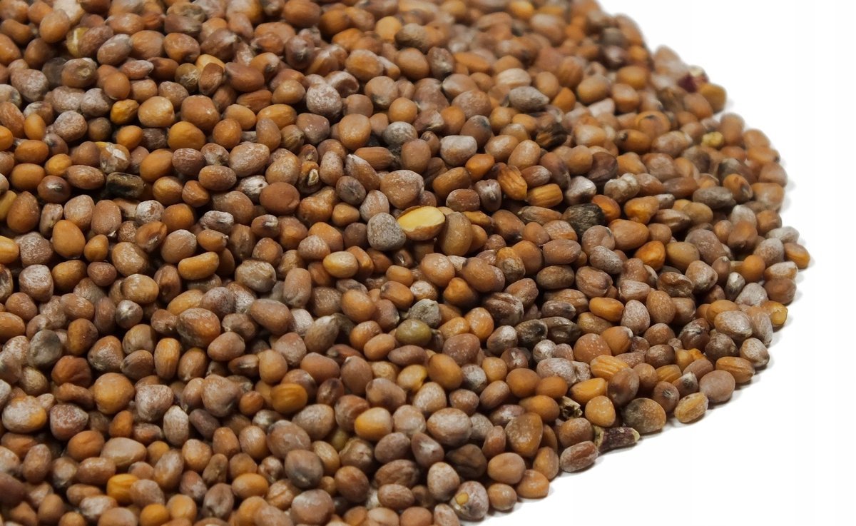 Nasiona na kiełki rzodkiewka 250 g red coral