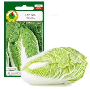 KAPUSTA PEKIŃSKA CAPITOL WCZESNA NASIONA BEZ GMO - Nasiona i cebule - miniaturka - grafika 1