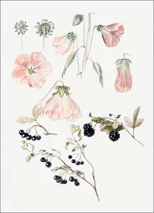 Galeria Plakatu, Plakat, Botanical Detail Studies: Hollyhocks, Blueberries, and Blackberries, Samuel Colman, 40x60 cm - Plakaty - miniaturka - grafika 1